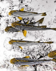 Unique perspective on the Oriental Sweetlips. Everybody w... by Dragos Dumitrescu 